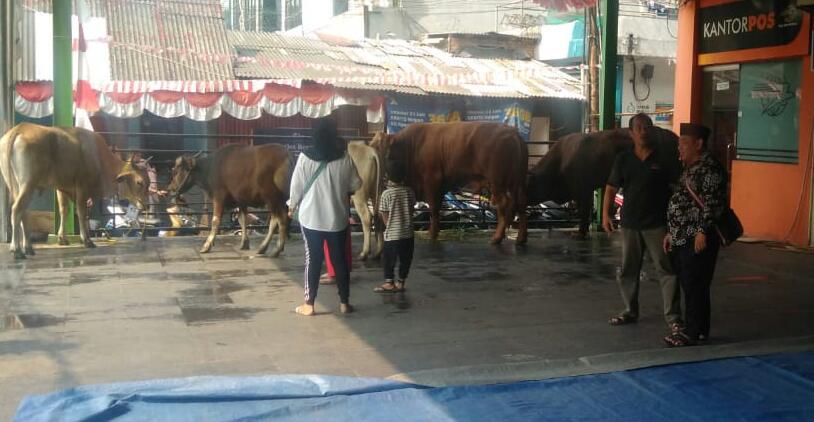 IMG-20180822-WA0014 H Anis Kurban 6 Ekor Sapi di Masjid Al Fawwuz 4