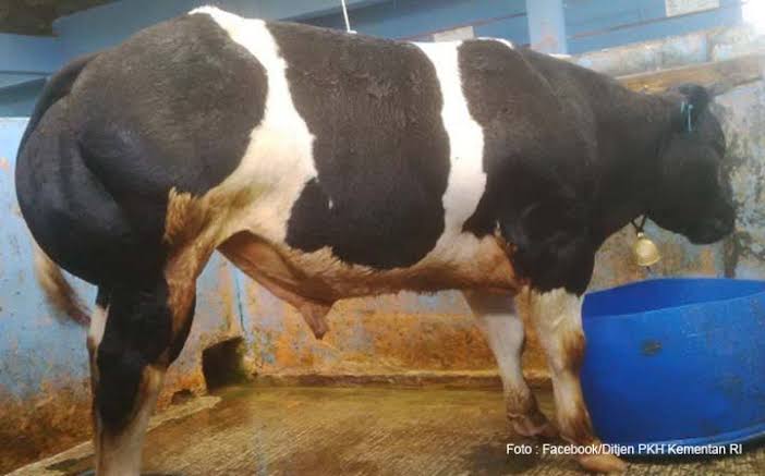 Sapi BB Gatotkaca Telah Hadir di Indonesia 4