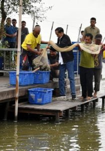 Presiden Bersama Petambak Panen Udang Vaname di Bekasi 2