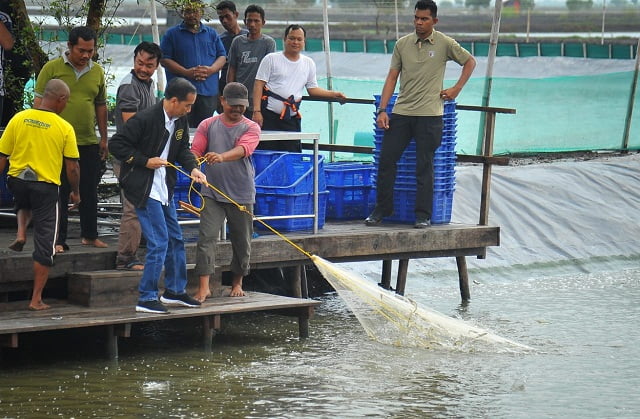 Presiden Bersama Petambak Panen Udang Vaname di Bekasi 4
