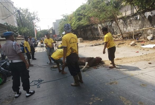 Polres Jakut Potong dan Salurkan Daging Hewan Qurban 1