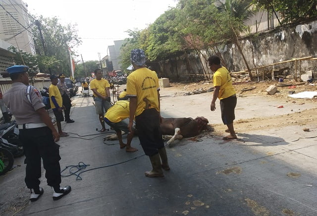Polres Jakut Potong dan Salurkan Daging Hewan Qurban 3
