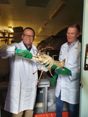 Menteri Edhy : Lobster Bisa Dibudidaya dari Telur hingga Dewasa 18