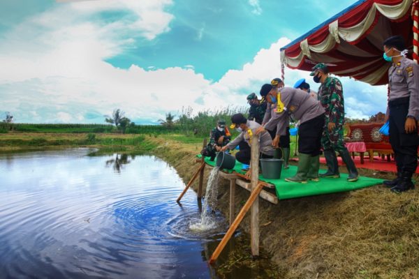 Kapolda Gorontalo Dan Danrem 133 NWB Gelar Panen Raya Padi Dan Tebar Benih Ikan 2