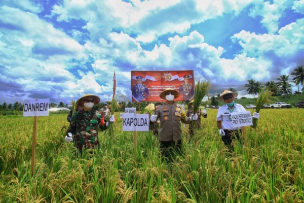 Kapolda Gorontalo Dan Danrem 133 NWB Gelar Panen Raya Padi Dan Tebar Benih Ikan 18