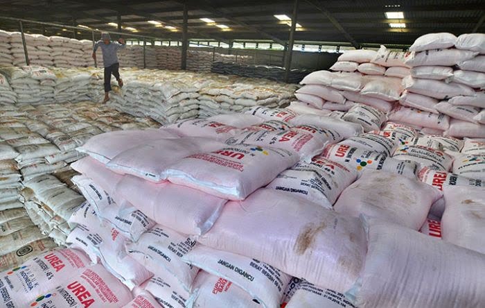 Pupuk Subsidi Langka, Petani Banjarsari Menjerit: "Pemerintah Jangan Tutup Mata" 5