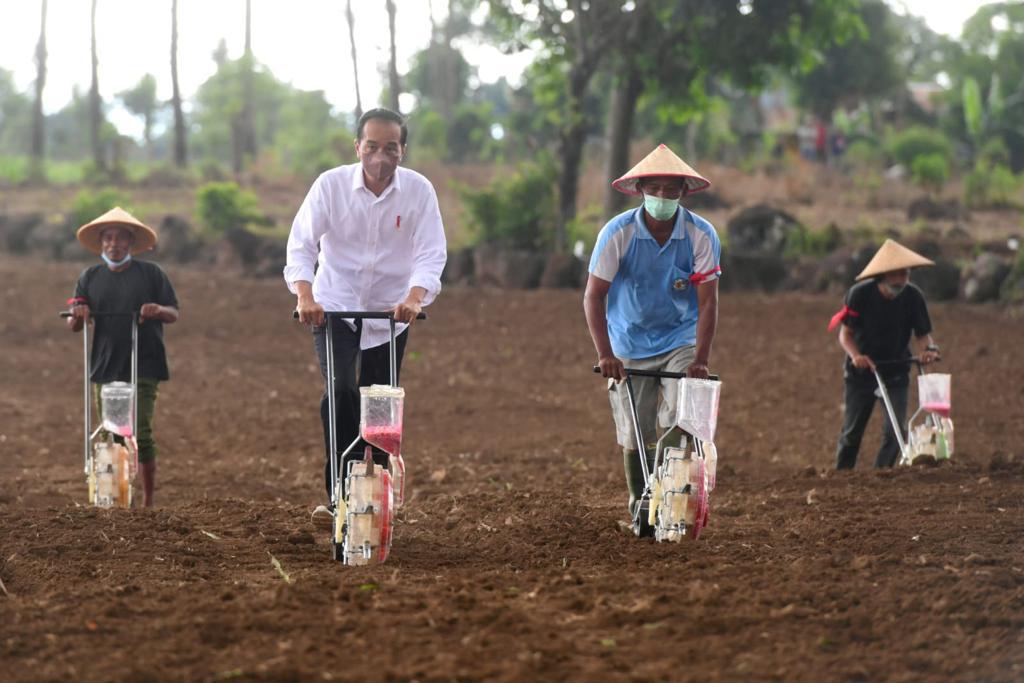 Presiden Jokowi Tanam Jagung Bersama Petani di Jeneponto 113