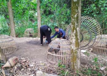 Arena Judi Sabung Ayam di Mojokerto Dibubarkan Kepolisian 18