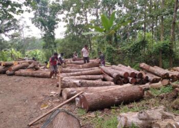 Transparansi Kegiatan Penebangan Kayu Perhutani KPH Ciamis Dipertanyakan : Kasi Produksi, Asper dan Mantri Saling Lempar 19