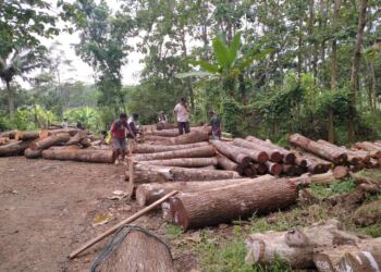 Transparansi Kegiatan Penebangan Kayu Perhutani KPH Ciamis Dipertanyakan : Kasi Produksi, Asper dan Mantri Saling Lempar 1 Transparansi Kegiatan Penebangan Kayu Perhutani KPH Ciamis Dipertanyakan : Kasi Produksi, Asper dan Mantri Saling Lempar 1
