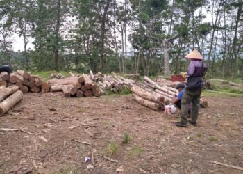 Transparansi Kegiatan Penebangan Kayu Perhutani KPH Ciamis Dipertanyakan : Kasi Produksi, Asper dan Mantri Saling Lempar 2