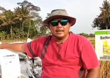 Sukses Menjadi Percontohan Saat Panen Perdana di Lakbok , Nurholik : "Padi Hibrida Varietas Hipa21 Memberi Bukti" 1