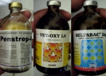 Mengaku Pihak Klinik Dr. Hermawan, Petugas Kesehatan Hewan Pakai Obat Diluar Rekomendasi DKPP Jember 17