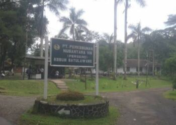 Habis Masa Ijin HGU Tahun 2020, PT. Perkebunan Nusantara VIII Batuwalang Belum Angkat Kaki 16