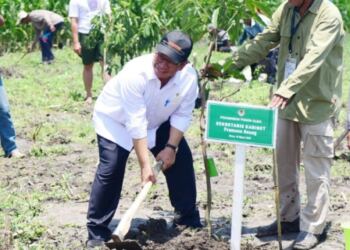 Seskab Pramono Anung Dampingi Presiden Jokowi Tanam Pohon Mangga Bersama Petani 19