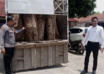 Polres Batang Berhasil Amankan Pelaku Pencurian 65 Batang Kayu Jati Ilegal 18