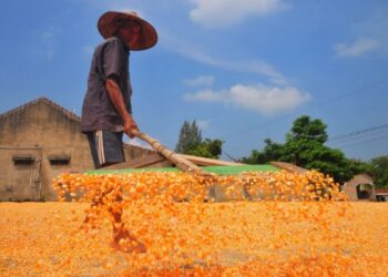 Dengan Catatan Import 3,5 Juta Ton, Bapanas Pastikan Stok Jagung Nasional Aman hingga Desember 2023 19