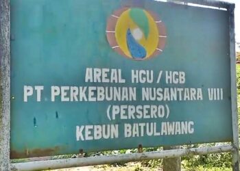PMPKB lakukan Aksi Penebangan Pohon Karet Untuk Menutupi Akses Jalan Ke Perkebunan 16