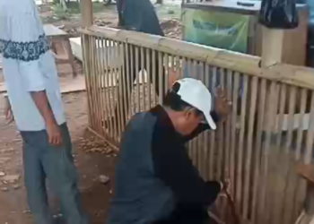 Satpol PP Jakut Beri SP 3x24 Jam: Pedagang Danau Cincin Patuh Tertibkan Mandiri 16
