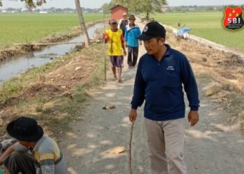 Perangi Hama Tikus, Petani Desa Kabunan, Taman Pemalang Resah Pupuk Subsidi Susah di Dapat Ulah Agen Nakal 21
