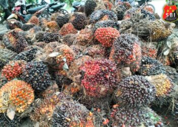 PT. GSB Ingkar Janji Terkait Plasma, Masyarakat : Kembalikan Saja Tanah Kami 21
