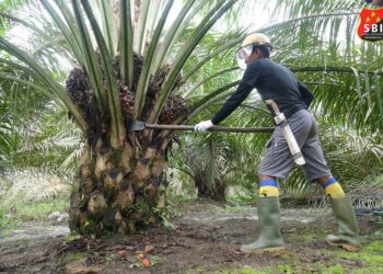 BPDPKS Dukung Hilirisasi Industri Sawit untuk Tingkatkan Perekonomian Rakyat 19