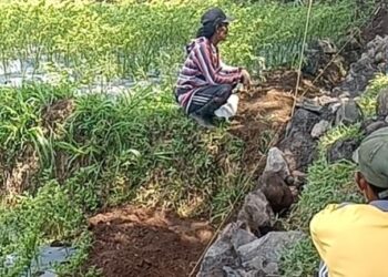 Diduga Proyek Siluman di Jember Tanpa Papan Nama Meresahkan Warga 21