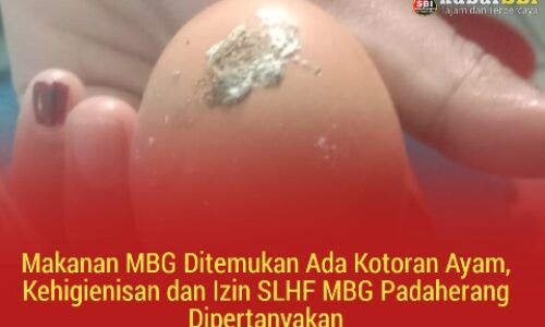Makanan MBG Ditemukan Ada Kotoran Ayam, Kehigienisan dan Izin SLHF MBG Padaherang Dipertanyakan 2