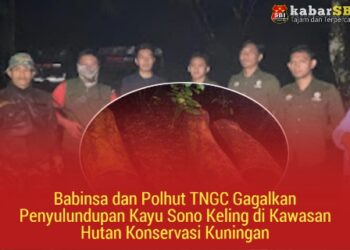 Babinsa dan Polhut TNGC Gagalkan Penyulundupan Kayu Sono Keling di Kawasan Hutan Konservasi Kuningan 21
