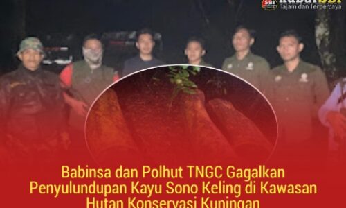 Babinsa dan Polhut TNGC Gagalkan Penyulundupan Kayu Sono Keling di Kawasan Hutan Konservasi Kuningan 3