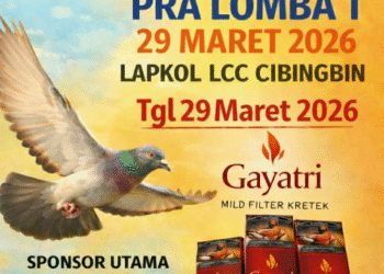 BMC Anniversary 1st Guncang Cibingbin! Ajang Lomba Merpati Kolong Bebas Paling Bergengsi di Kuningan Siap Cetak Juara Sejati 20