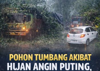 Pohon Tumbang Akibat Hujan Angin Puting Beliung, Jalur Pantura Batang Macet Total 20