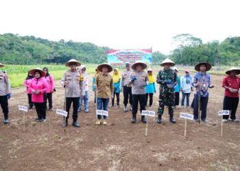 Sinergi Tiga Pilar Pembiayaan, Polda Jabar Dongkrak Ketahanan Pangan Nasional Melalui Program Penanaman Jagung 18