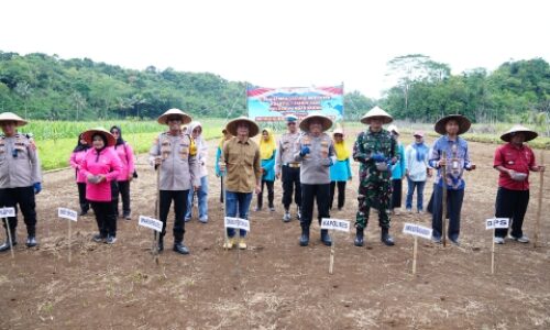 Sinergi Tiga Pilar Pembiayaan, Polda Jabar Dongkrak Ketahanan Pangan Nasional Melalui Program Penanaman Jagung 4