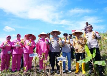 Sukses Tanam Ribuan Hektare Jagung, Program “Keroyok Bareng” Polda Jawa Barat Layak Jadi Percontohan Nasional 17