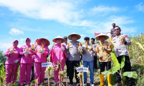 Sukses Tanam Ribuan Hektare Jagung, Program “Keroyok Bareng” Polda Jawa Barat Layak Jadi Percontohan Nasional 3