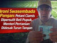 Ironi Swasembada Pangan: Petani Ciamis Dipersulit Beli Pupuk, Menteri Pertanian Didesak Turun Tangan 7