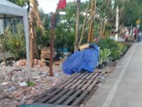 Pemkot Jakarta Utara Bakal Tertibkan "Lapak Liar" Pedagang Tanaman Hias Samping JIS 7