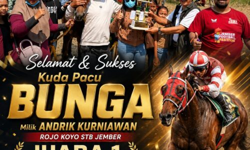 Kuda Pacu "BUNGA" Milik Rojo Koyo STB Jember Tampil Perkasa, Sabet Juara 1 Bupati Cup Lumajang 2026 10