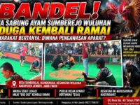 Bandel! Arena Sabung Ayam Sumberejo Wuluhan Diduga Kembali Ramai, Kapolsek Wuluhan: "Nanti Kami Cek" 11