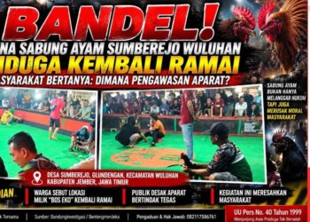 Bandel! Arena Sabung Ayam Sumberejo Wuluhan Diduga Kembali Ramai, Kapolsek Wuluhan: "Nanti Kami Cek" 18