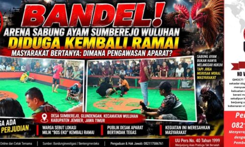 Bandel! Arena Sabung Ayam Sumberejo Wuluhan Diduga Kembali Ramai, Kapolsek Wuluhan: "Nanti Kami Cek" 11