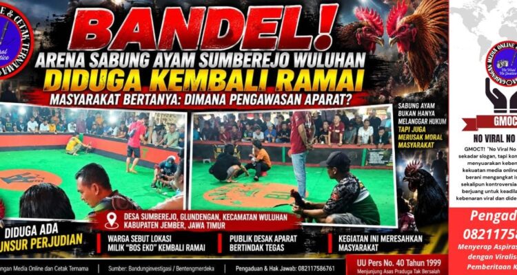 Bandel! Arena Sabung Ayam Sumberejo Wuluhan Diduga Kembali Ramai, Kapolsek Wuluhan: "Nanti Kami Cek" 3