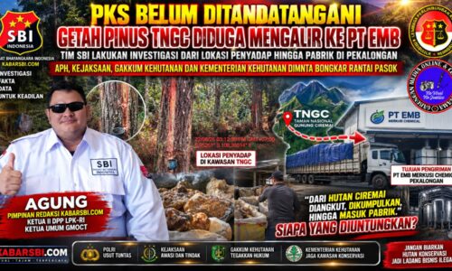 PKS BELUM DITANDATANGANI, TIM SBI TELUSURI GETAH PINUS TNGC HINGGA PT EMB PEKALONGAN APH, KEJAKSAAN & GAKKUM DIMINTA BONGKAR RANTAI PASOK 13