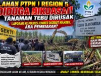 LAHAN PTPN I REGION 5 DIDUGA DIKUASAI, TANAMAN TEBU DIRUSAK — LAPORAN KE POLRES JEMBER DISEBUT MANDEK, ADA PEMBIARAN? 12