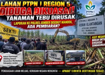 LAHAN PTPN I REGION 5 DIDUGA DIKUASAI, TANAMAN TEBU DIRUSAK — LAPORAN KE POLRES JEMBER DISEBUT MANDEK, ADA PEMBIARAN? 1