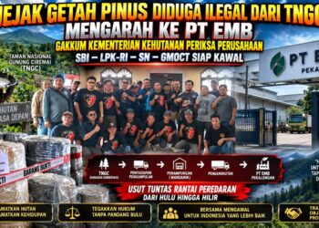 Jejak Getah Pinus Diduga Ilegal dari TNGC Mengarah ke PT EMB: Gakkum Kementerian Kehutanan Periksa Perusahaan, SBI–LPK-RI–SN–GMOCT Siap Kawal 16