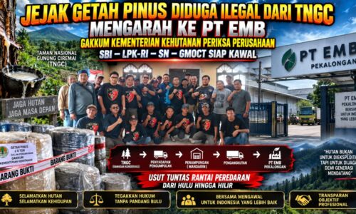 Jejak Getah Pinus Diduga Ilegal dari TNGC Mengarah ke PT EMB: Gakkum Kementerian Kehutanan Periksa Perusahaan, SBI–LPK-RI–SN–GMOCT Siap Kawal 11