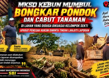 MKSO Kebun Mumbul Bongkar Pondok dan Cabut Tanaman di Lahan yang Diduga Dikuasai Kelompok Sekti, Aparat Diminta Tindak Lanjuti Laporan 17