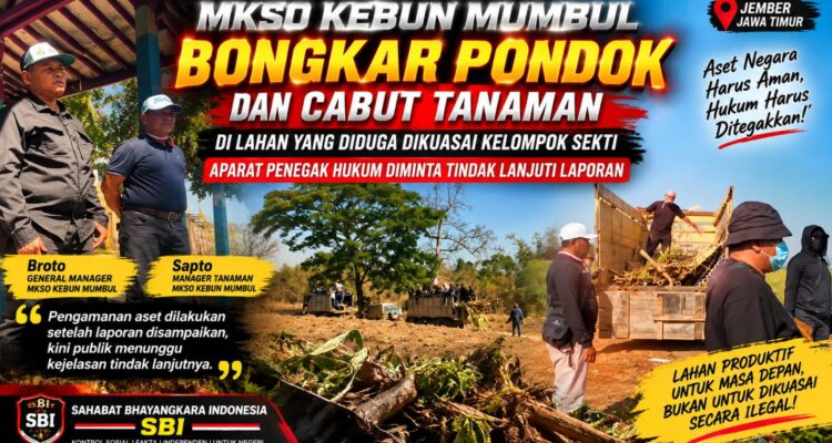 MKSO Kebun Mumbul Bongkar Pondok dan Cabut Tanaman di Lahan yang Diduga Dikuasai Kelompok Sekti, Aparat Diminta Tindak Lanjuti Laporan 1